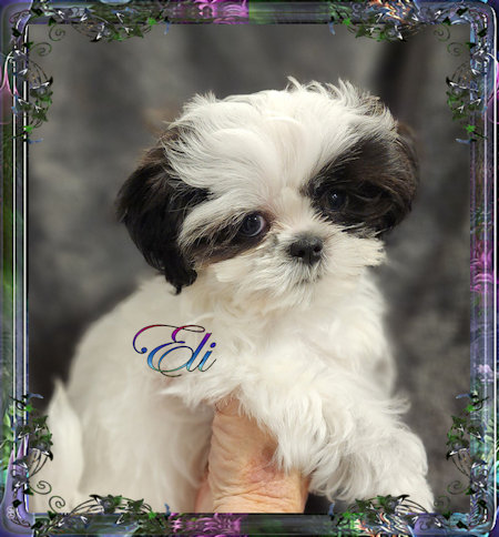 Tiny little male chinese imperial shih tzu puppies for sale teacup